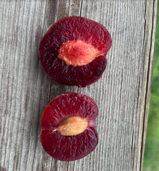 Cherry Plum Rootstock (Prunus 'Jeffchum')