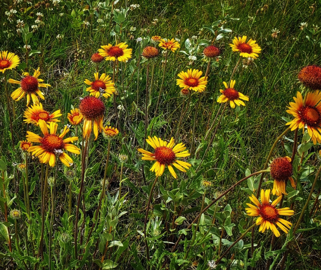 Blanketflower Seeds (Gaillardia aristata) - Perennial - Zone 3 - 60+ Seeds
