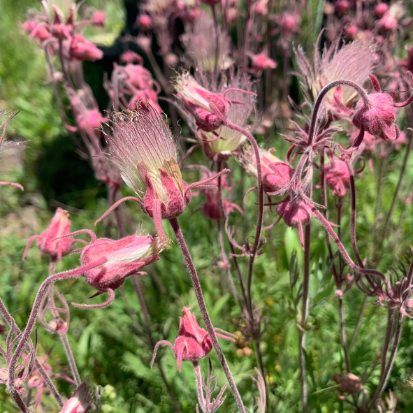 Prairie Smoke Seeds (Geum triflorum) - Perennial - Zone 3 - 60+ Seeds