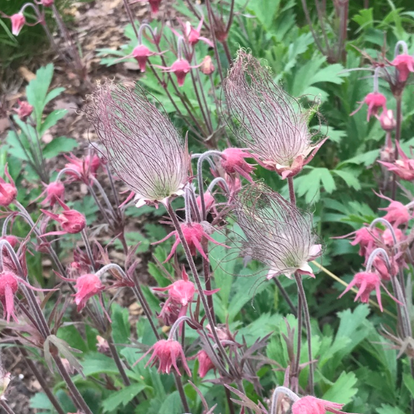 Prairie Smoke, mature plant detail