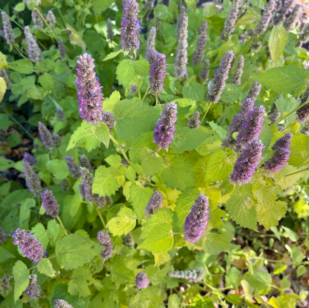 Giant Hyssop Seeds (Agastache foeniculum) - Perennial - Zone 3 - 300+ Seeds