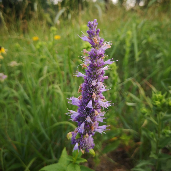 Giant Hyssop, mature plant detail