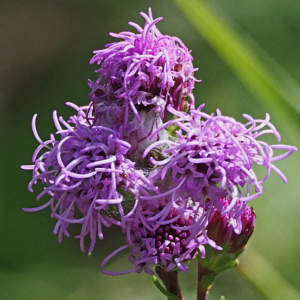 Meadow Blazingstar Seeds (Liatris ligulistylis) - Perennial - Zone 3 - 60+ Seeds