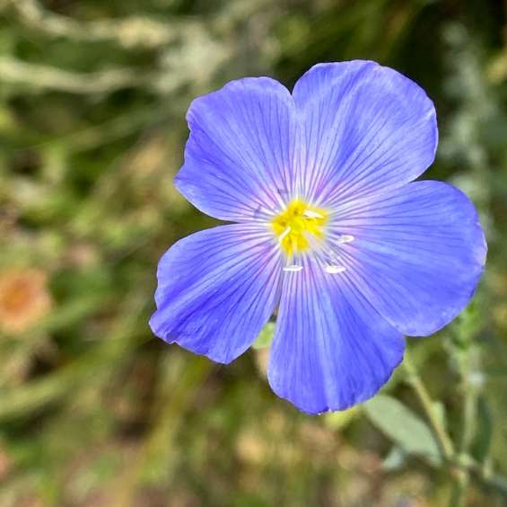 Wild Blue Flax Seeds (Linum lewisii) - Perennial - Zone 3 - 100+ Seeds