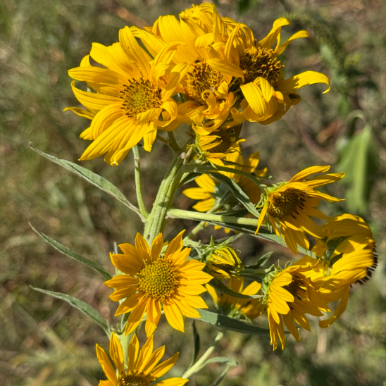 Maximilian Sunflower Seeds (Helianthus maximiliani) - Perennial - Zone 3 - 50+ Seeds
