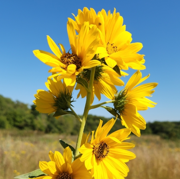 Maximilian Sunflower, mature plant detail