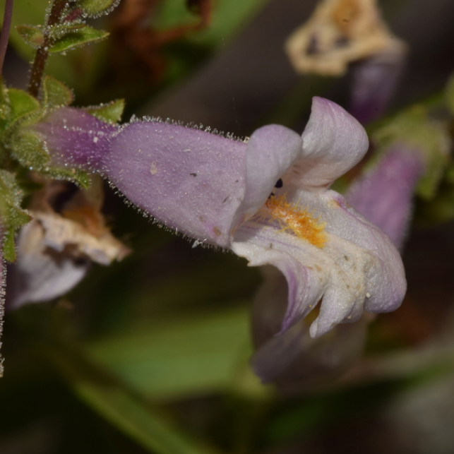 Lilac Beardtongue Seeds (Penstemon gracilis) - Perennial - Zone 3 - 500+ Seeds