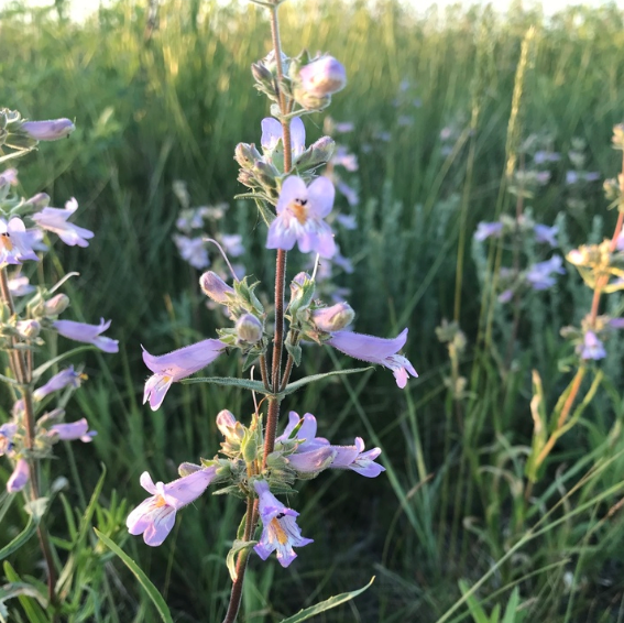 Lilac Beardtongue, mature plant detail