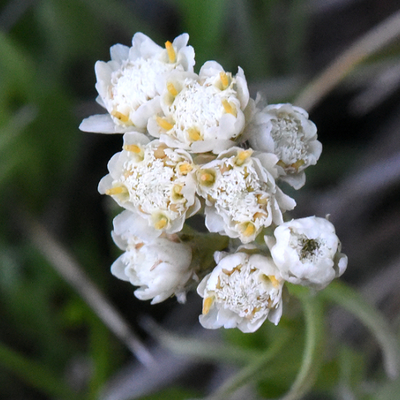 Pussytoes, mature plant detail