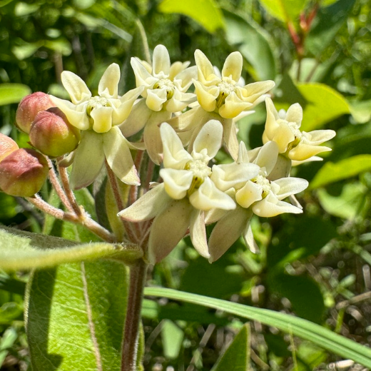 Dwarf Milkweed Seeds (Asclepias ovalifolia) - Perennial - Zone 3 - 30+ Seeds