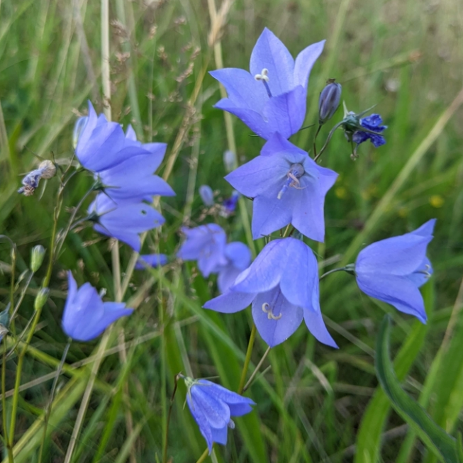 Harebell, mature plant detail