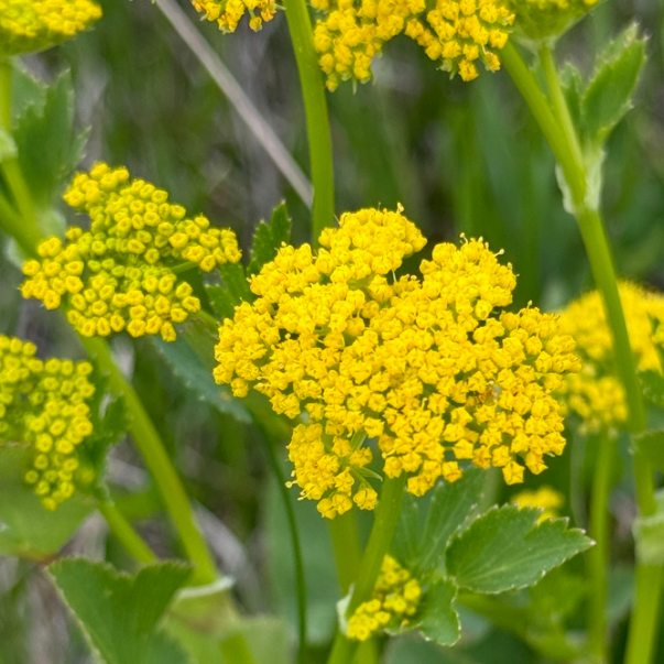 Heart Leaved Alexander, mature plant detail