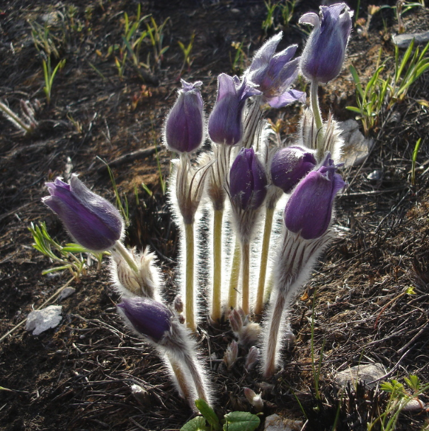 Prairie Crocus Seeds (Anemone patens) - Perennial - Zone 3 - 40+ Seeds
