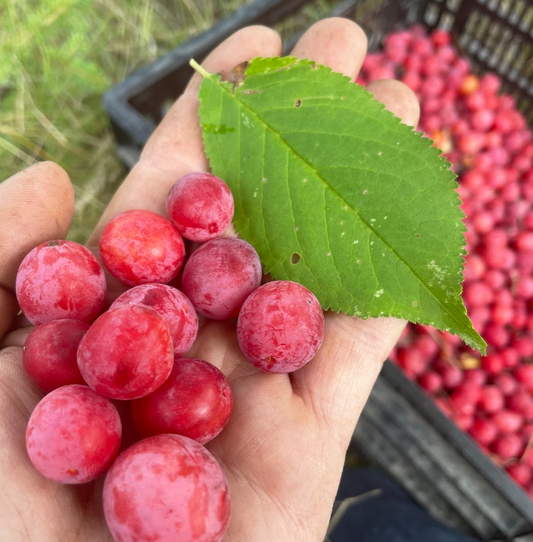 American Wild Plum Seeds (Prunus americana) - Zone 3 - 15 Seeds