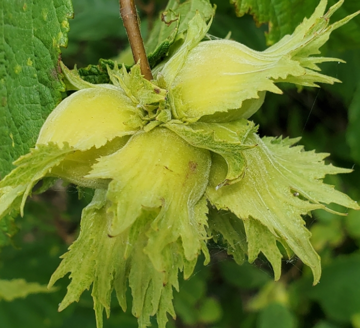 Avellana americana (Corylus americana)