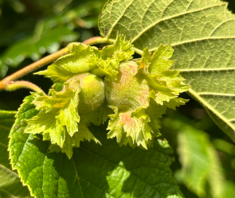 Avellana americana (Corylus americana)