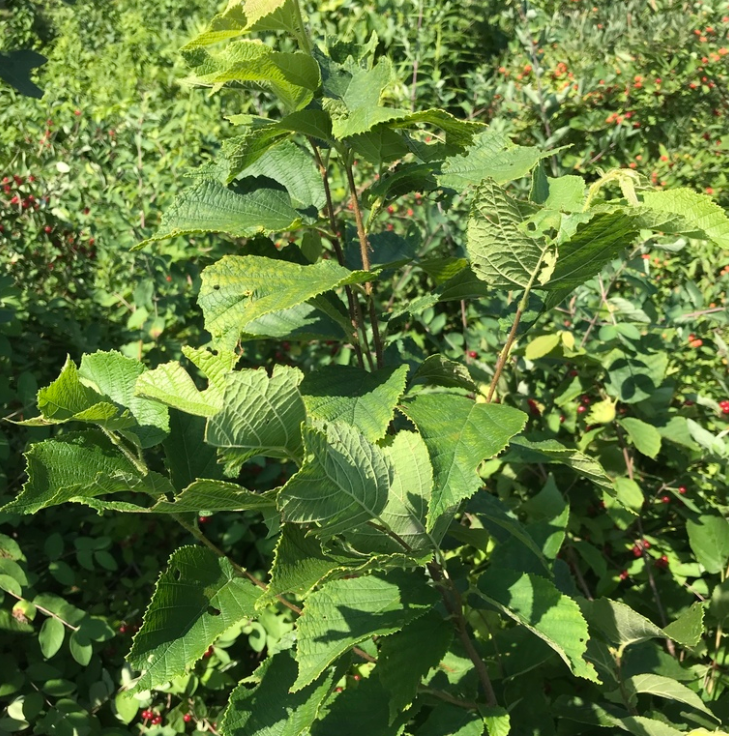 Avellana americana (Corylus americana)