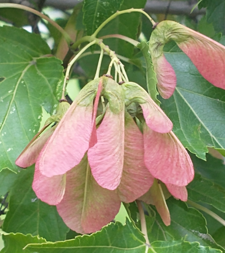 Érable de l'Amour (Acer ginnala)