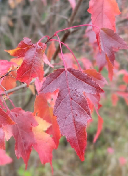 Érable de l'Amour (Acer ginnala)