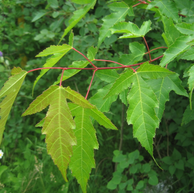Érable de l'Amour (Acer ginnala)
