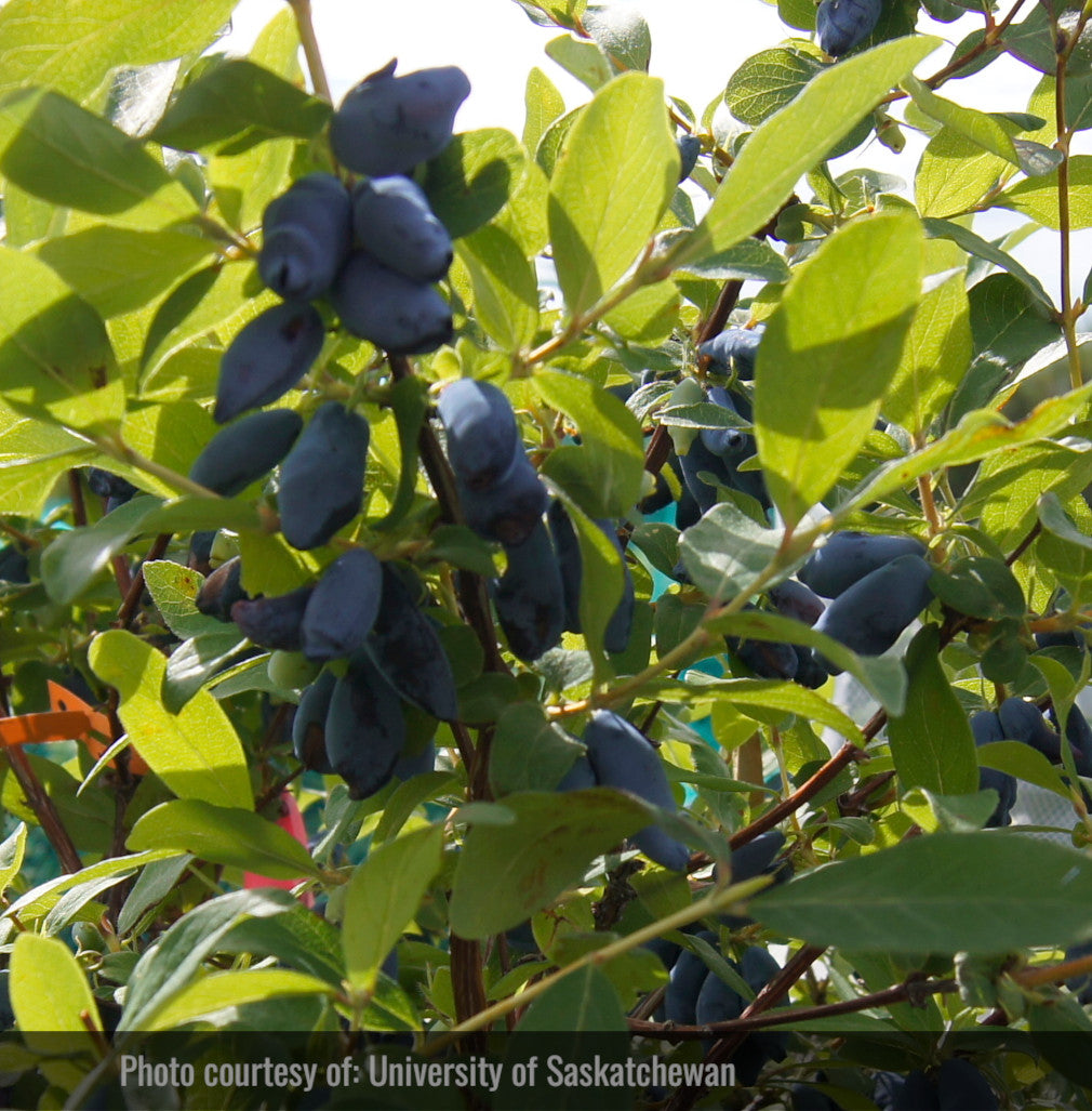 Haskap - Aurore (Lonicera caerulea 'Aurora')