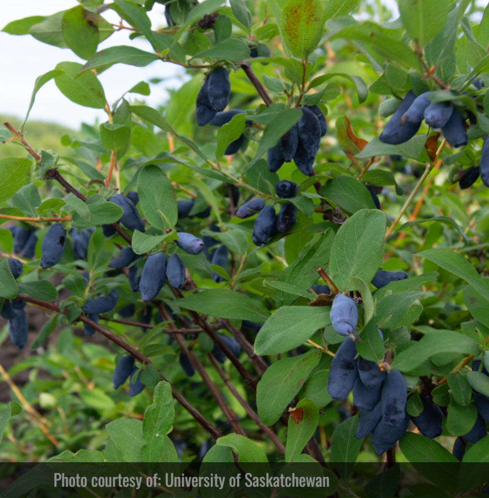 Haskap - Aurore (Lonicera caerulea 'Aurora')