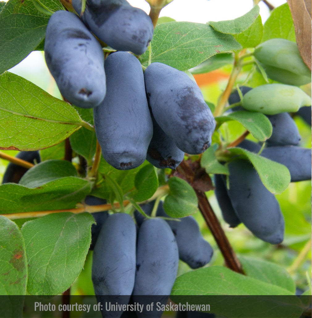 Haskap - Aurore (Lonicera caerulea 'Aurora')