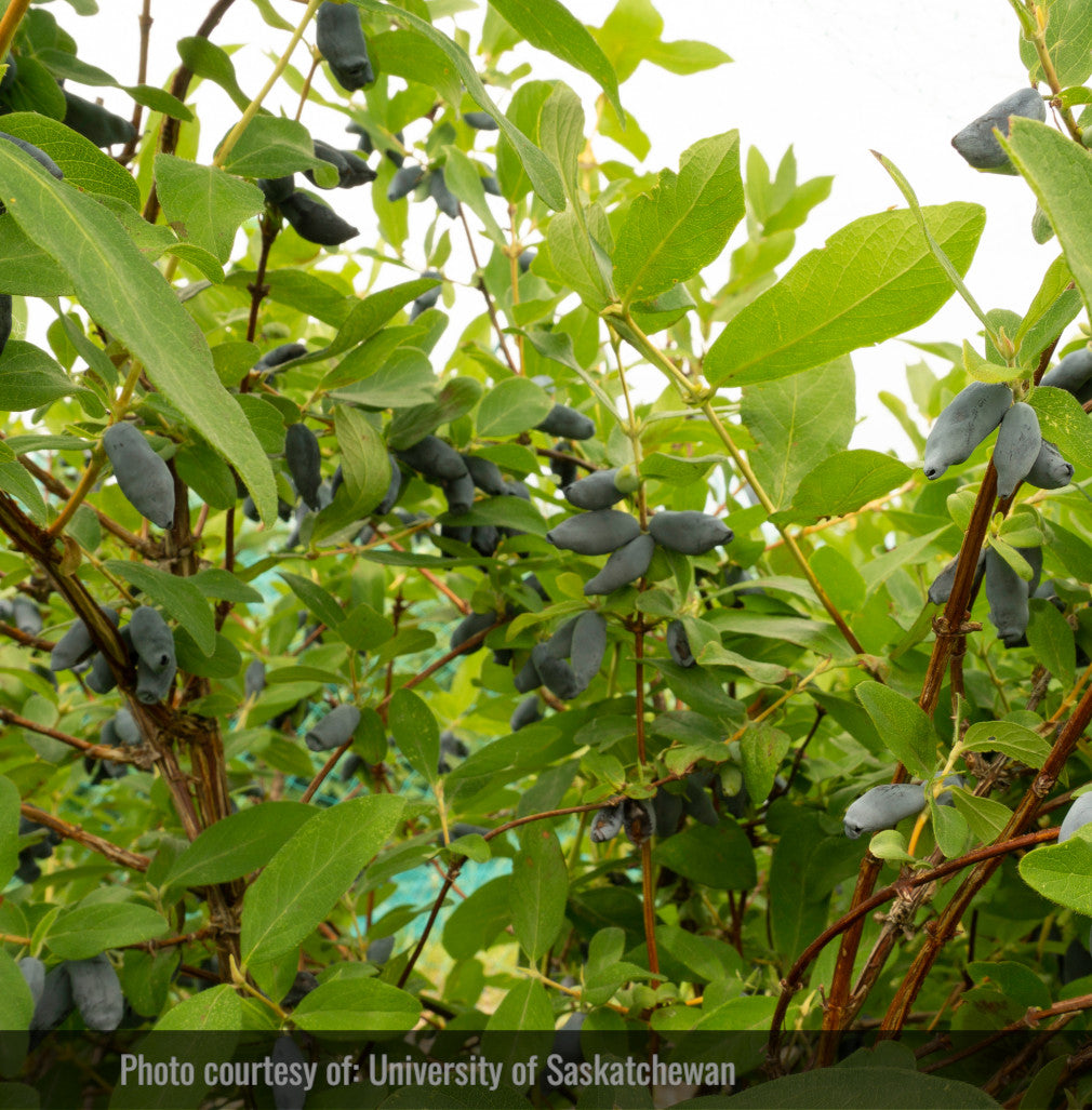 Haskap - Aurore (Lonicera caerulea 'Aurora')