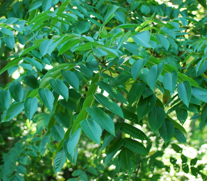 Buartnut (Juglans x bixbyi) (Zona 4)