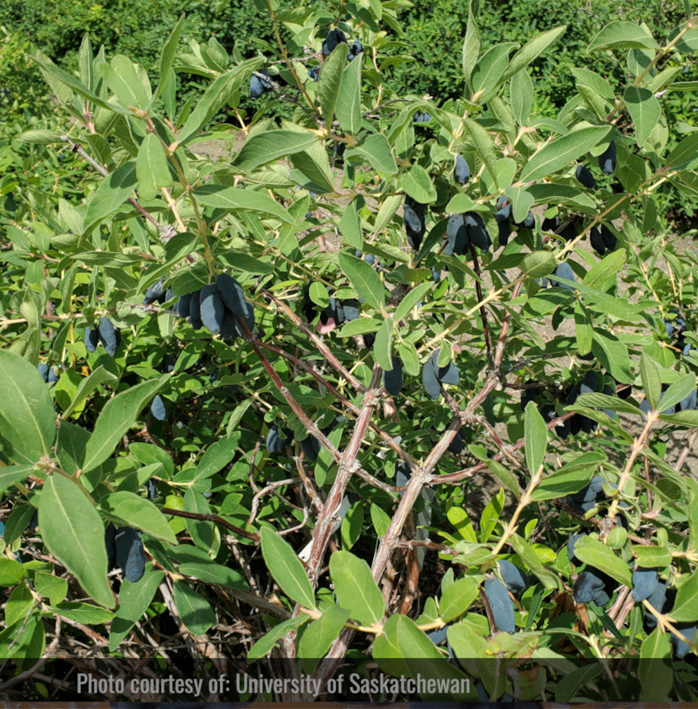 Haskap - Bête boréale (Lonicera caerulea 'Boreal Beast')
