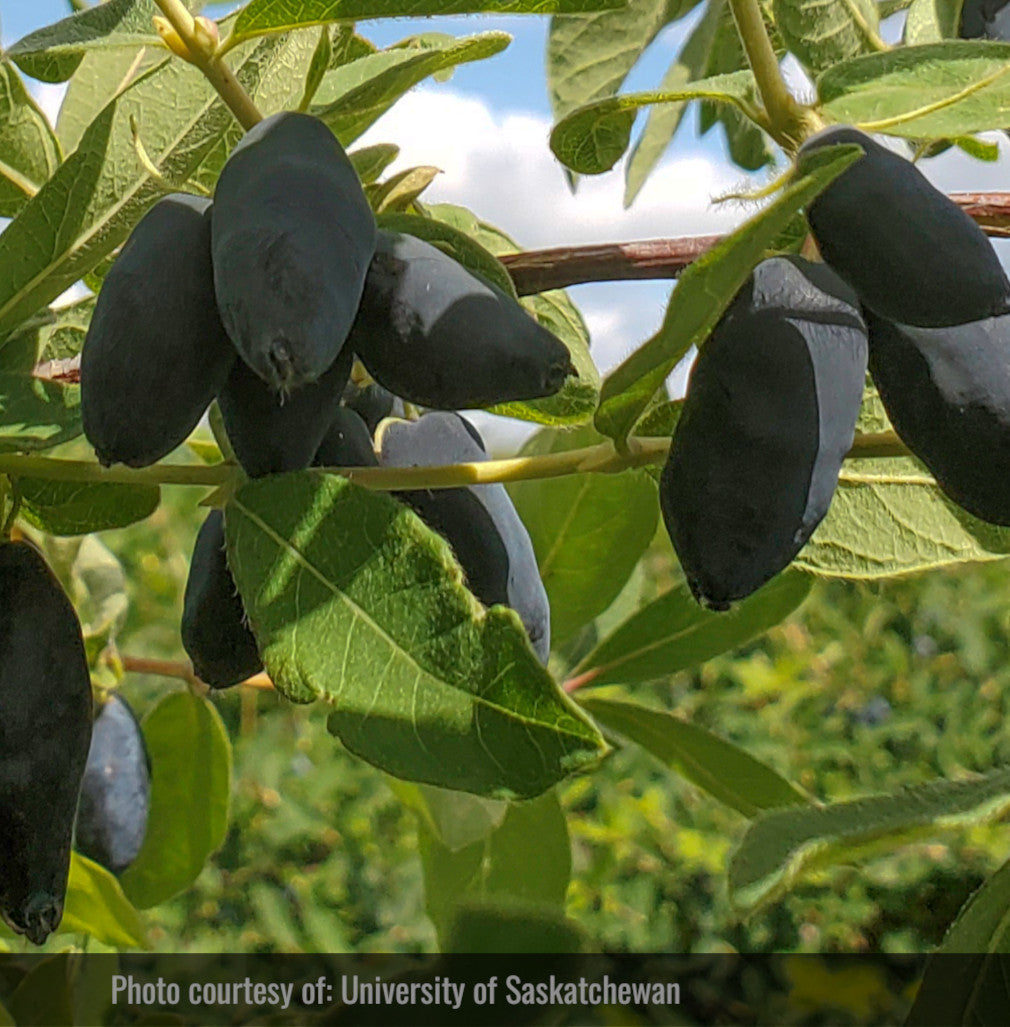 Haskap - Bête boréale (Lonicera caerulea 'Boreal Beast')