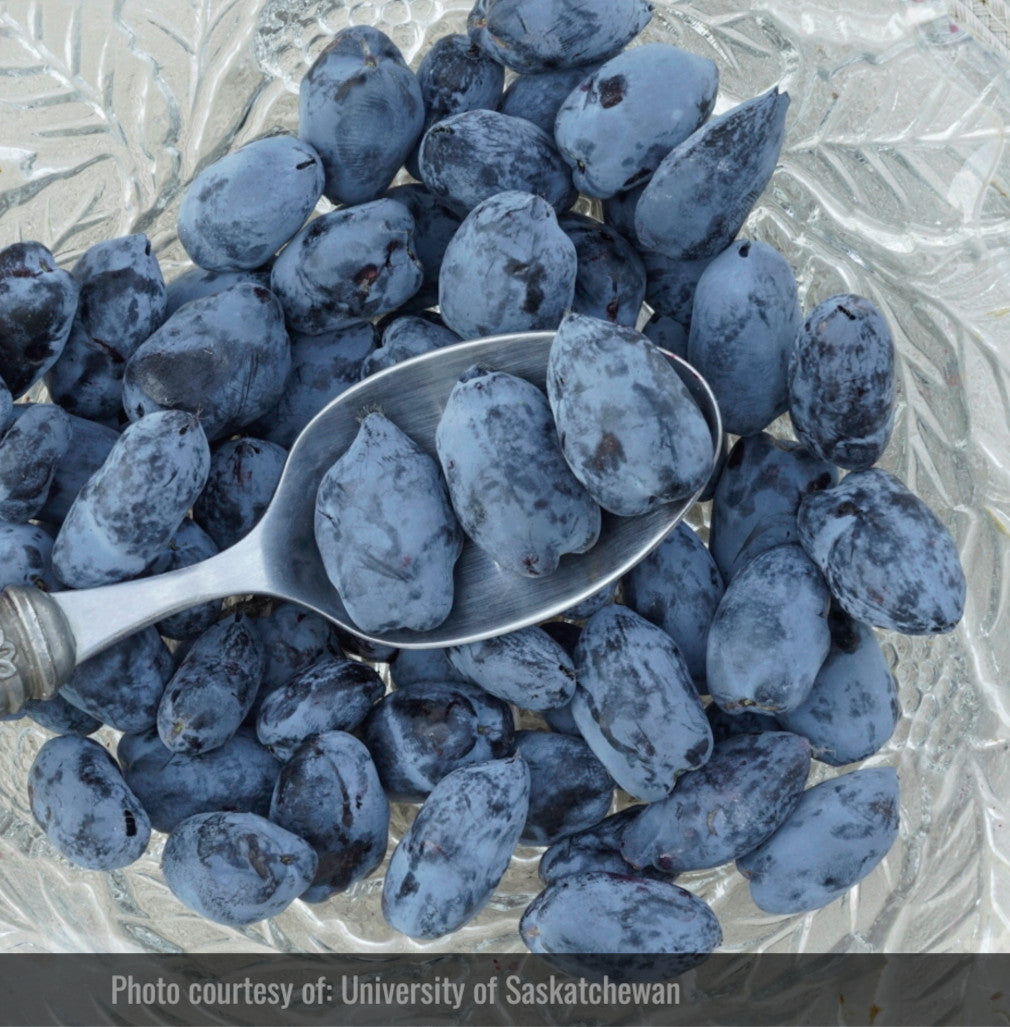 Camerise - Beauté (Lonicera caerulea 'Beauty')