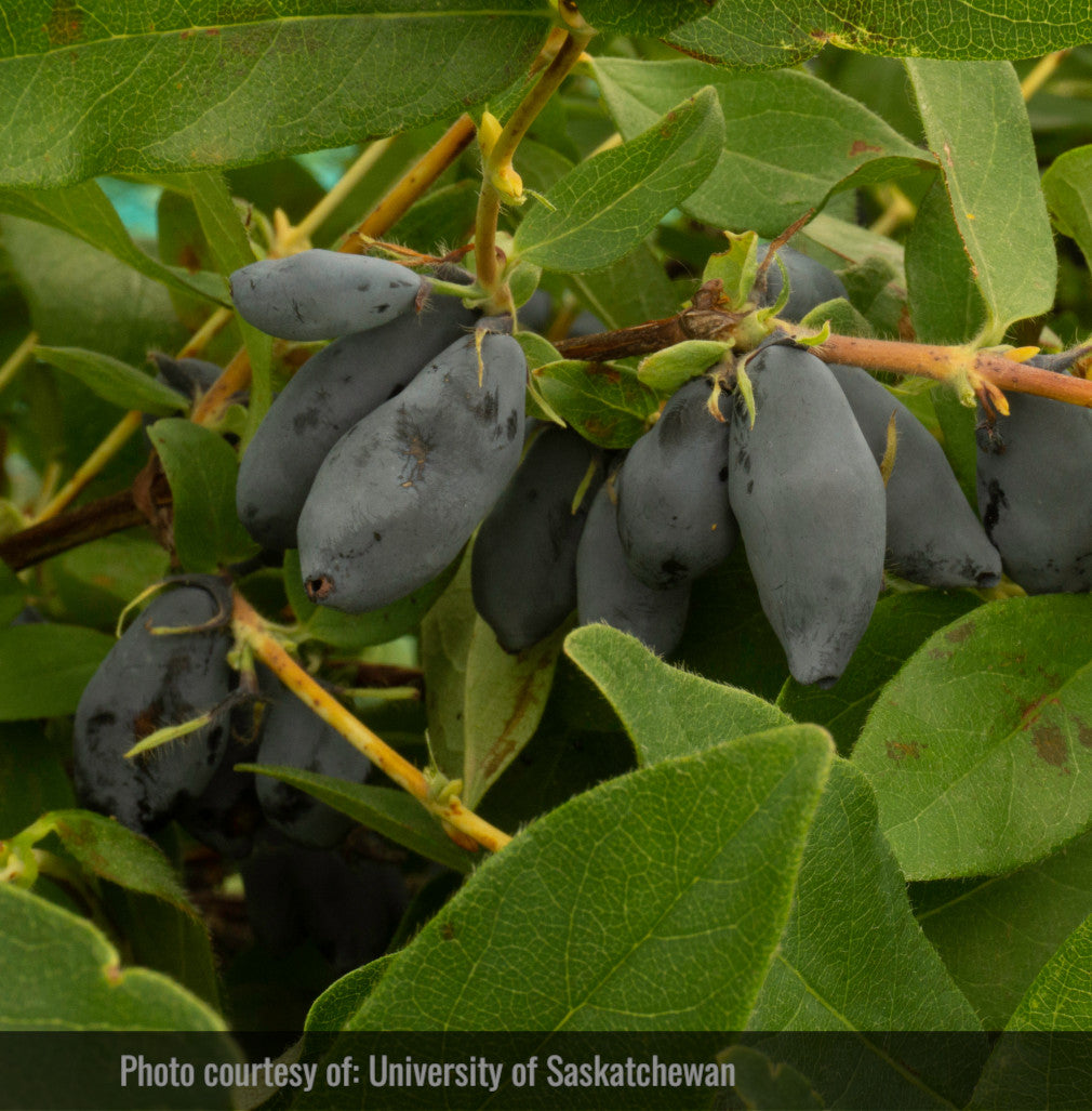 Haskap - Blizzard boréal (Lonicera caerulea 'Boreal Blizzard')