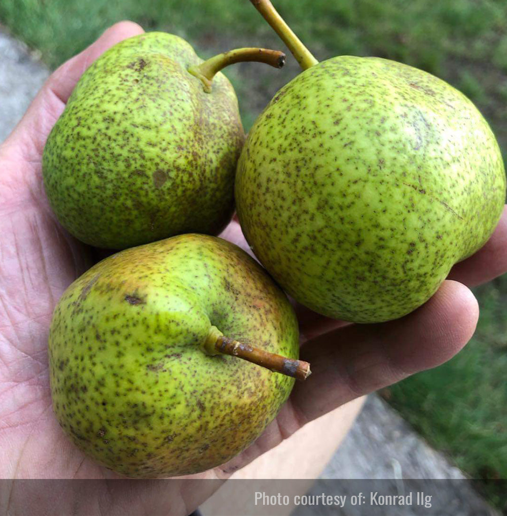 Bolshaya Pear Tree