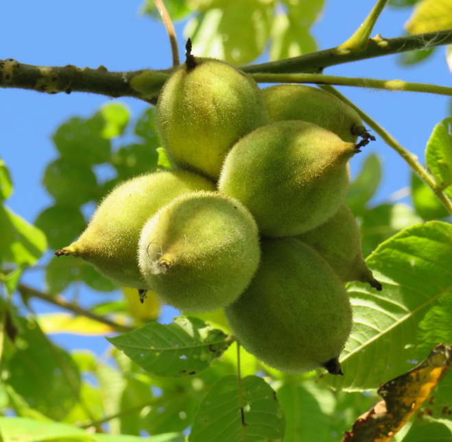 Buartnut (Juglans x bixbyi) (Zona 4)