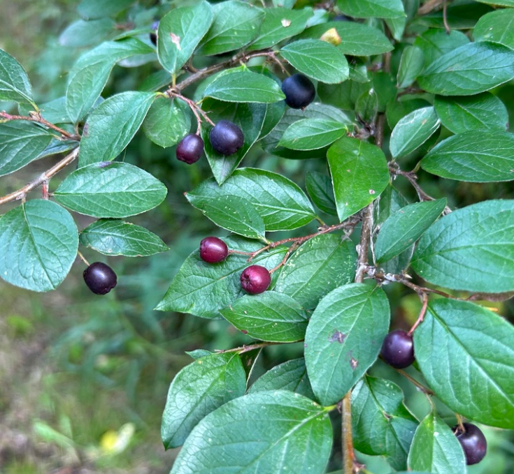 Hedge Cotoneaster (Cotoneaster lucidus)