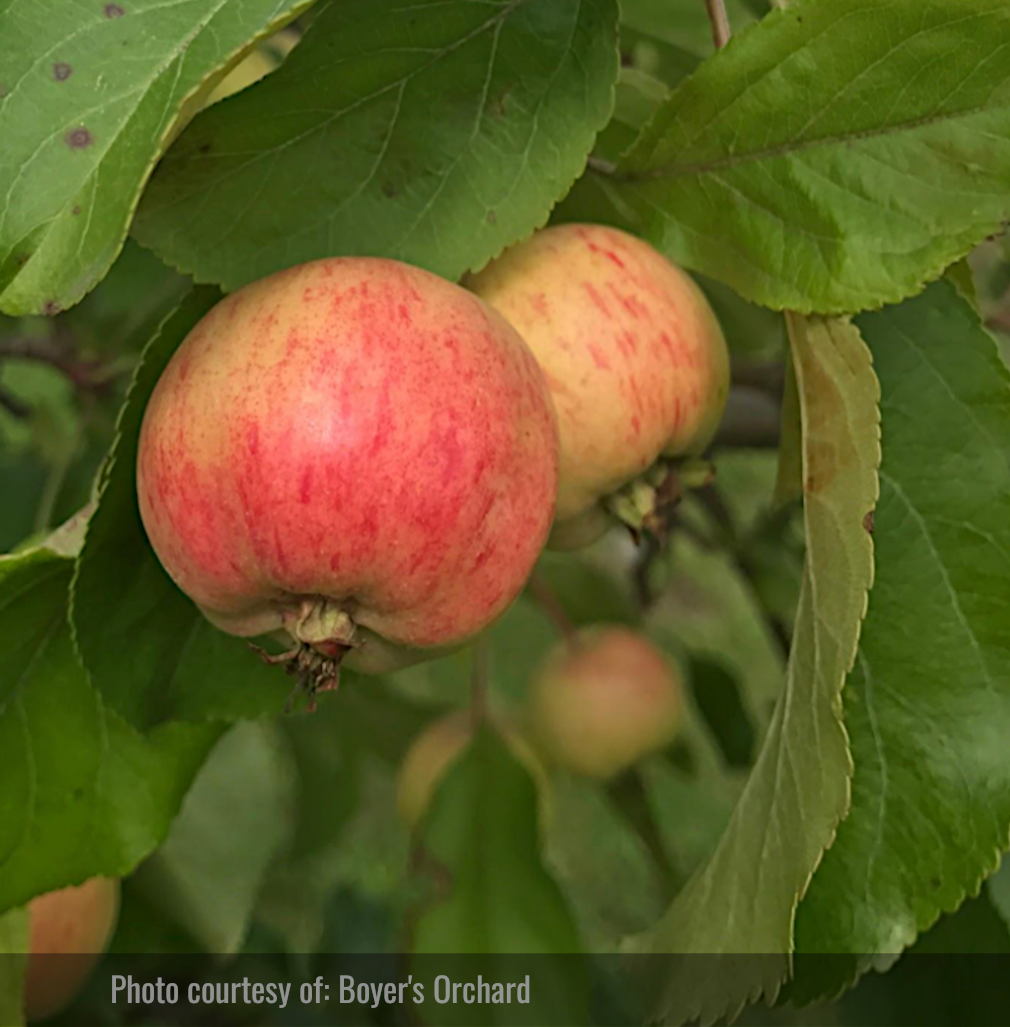 Chestnut Crabapple Tree