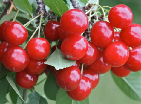 Cereza de Evans (Prunus cerasus 'Evans')