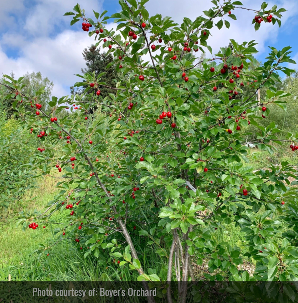 Cereza de Evans (Prunus cerasus 'Evans')