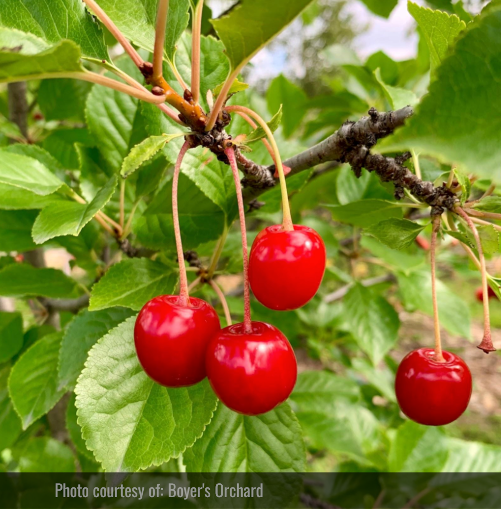 Evans Cherry (Prunus cerasus ‘Evans’) - Zone 3