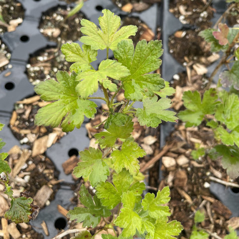 Purple Gooseberry (Ribes sp.)