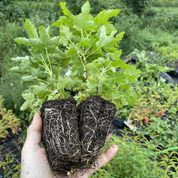 Wild American Black Currant · 2
