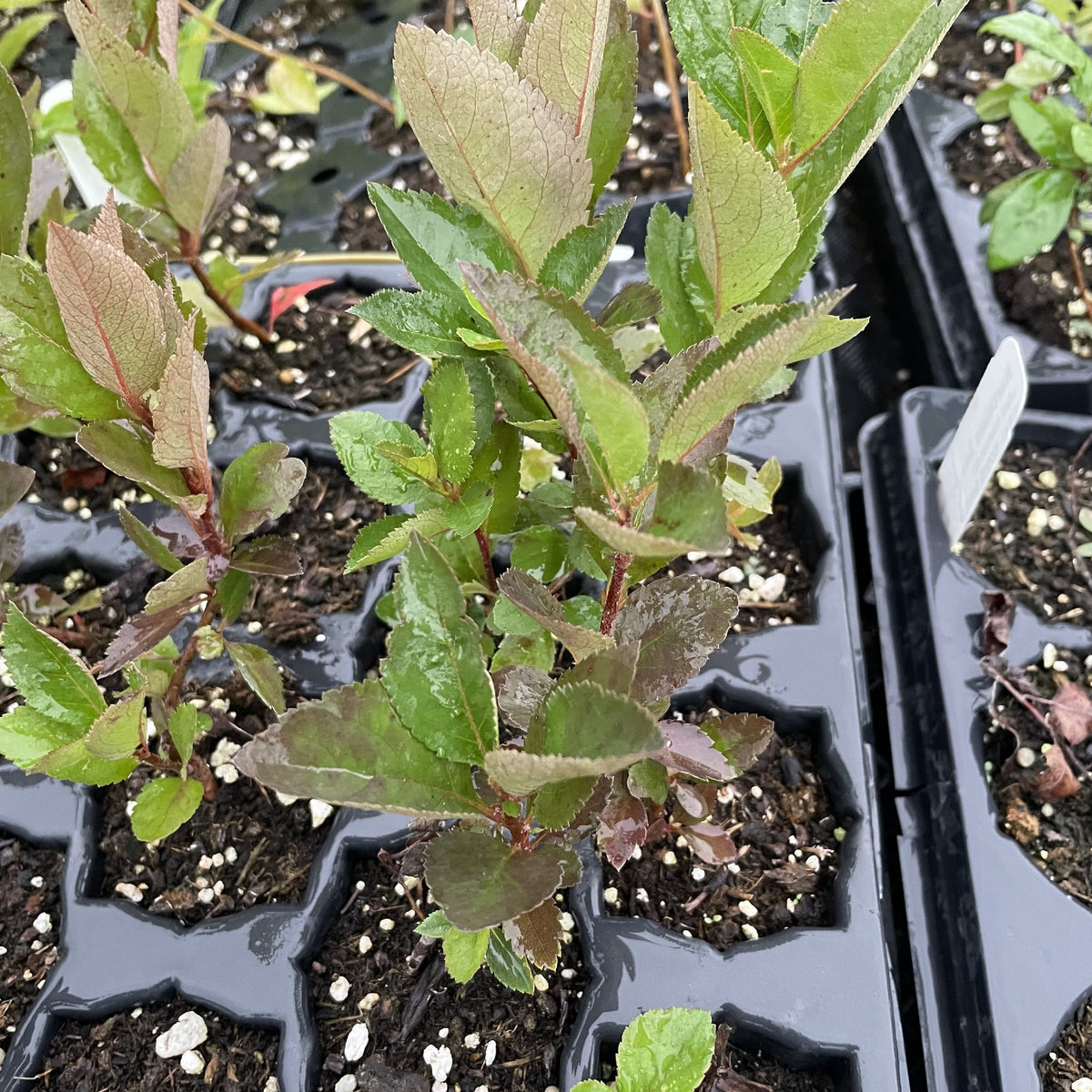 Aron Chokeberry Seedlings at Oak Summit Nursery, fall 2026
