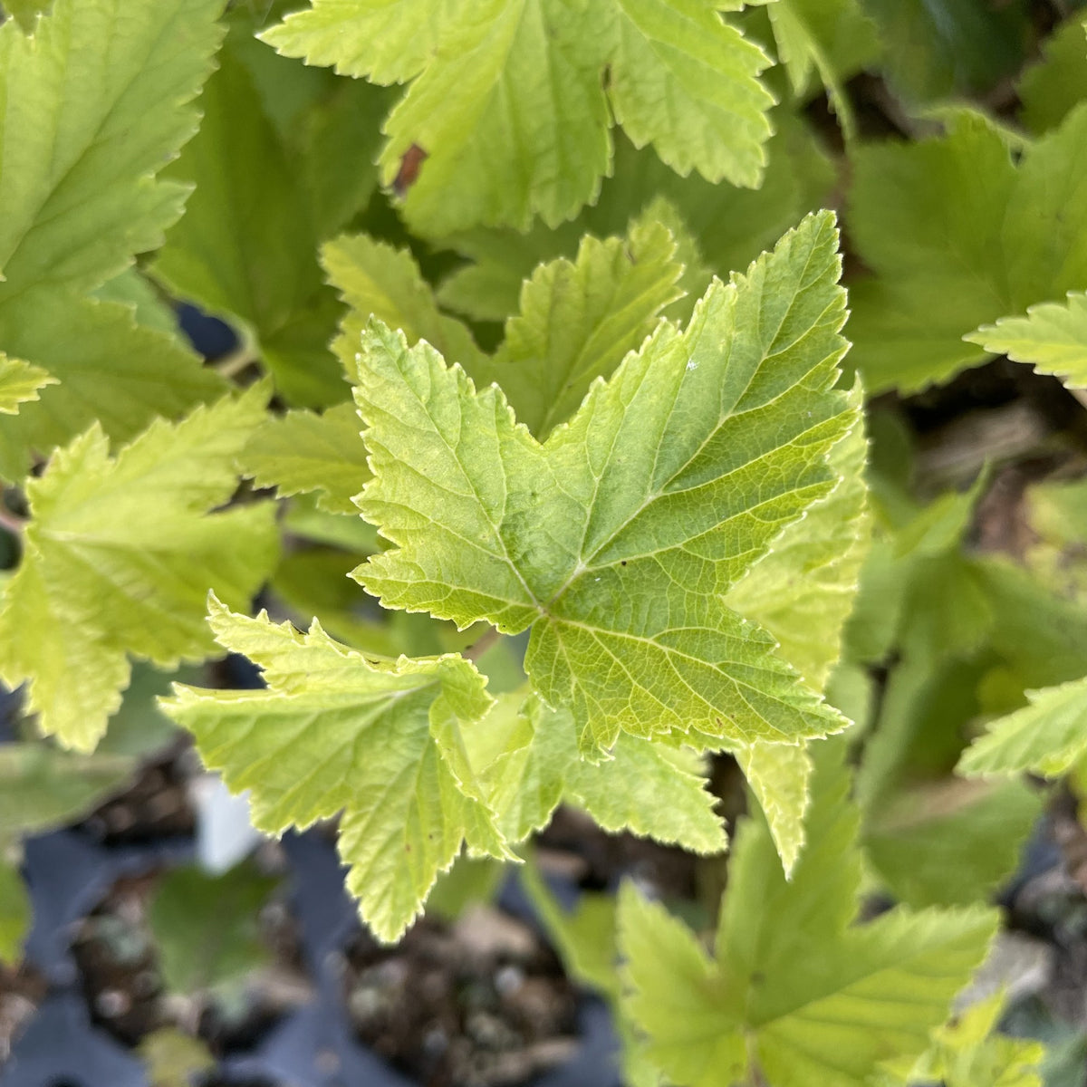 Blacksmith Black Currant at Oak Summit Nursery, fall 2026