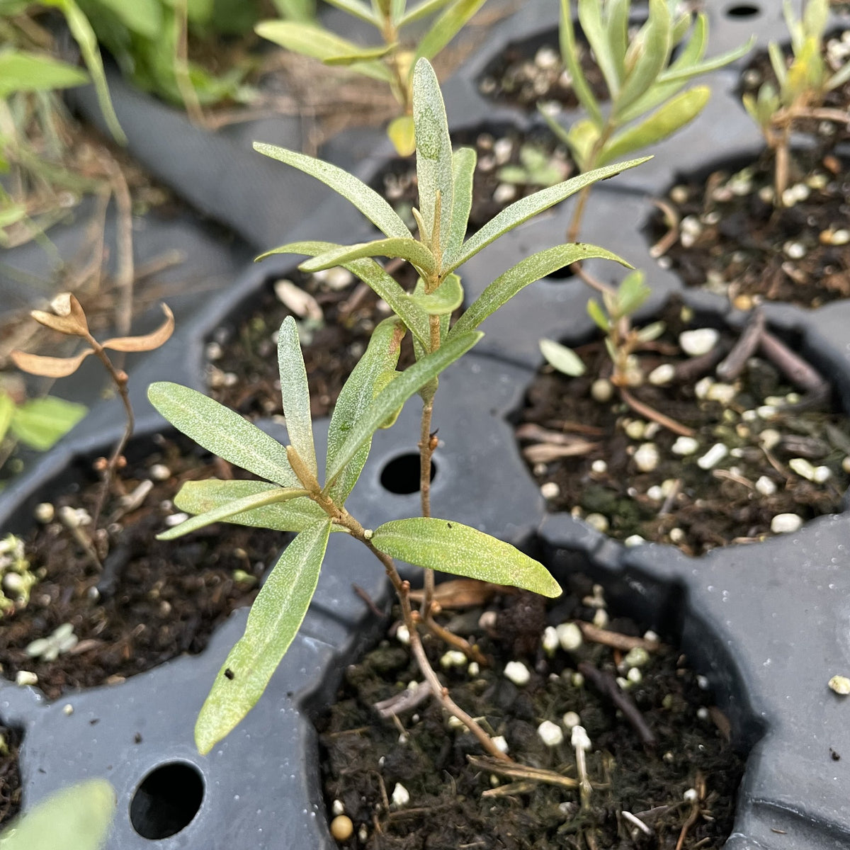 Sea Buckthorn Seedlings — Thornless Parent at Oak Summit Nursery, fall 2026