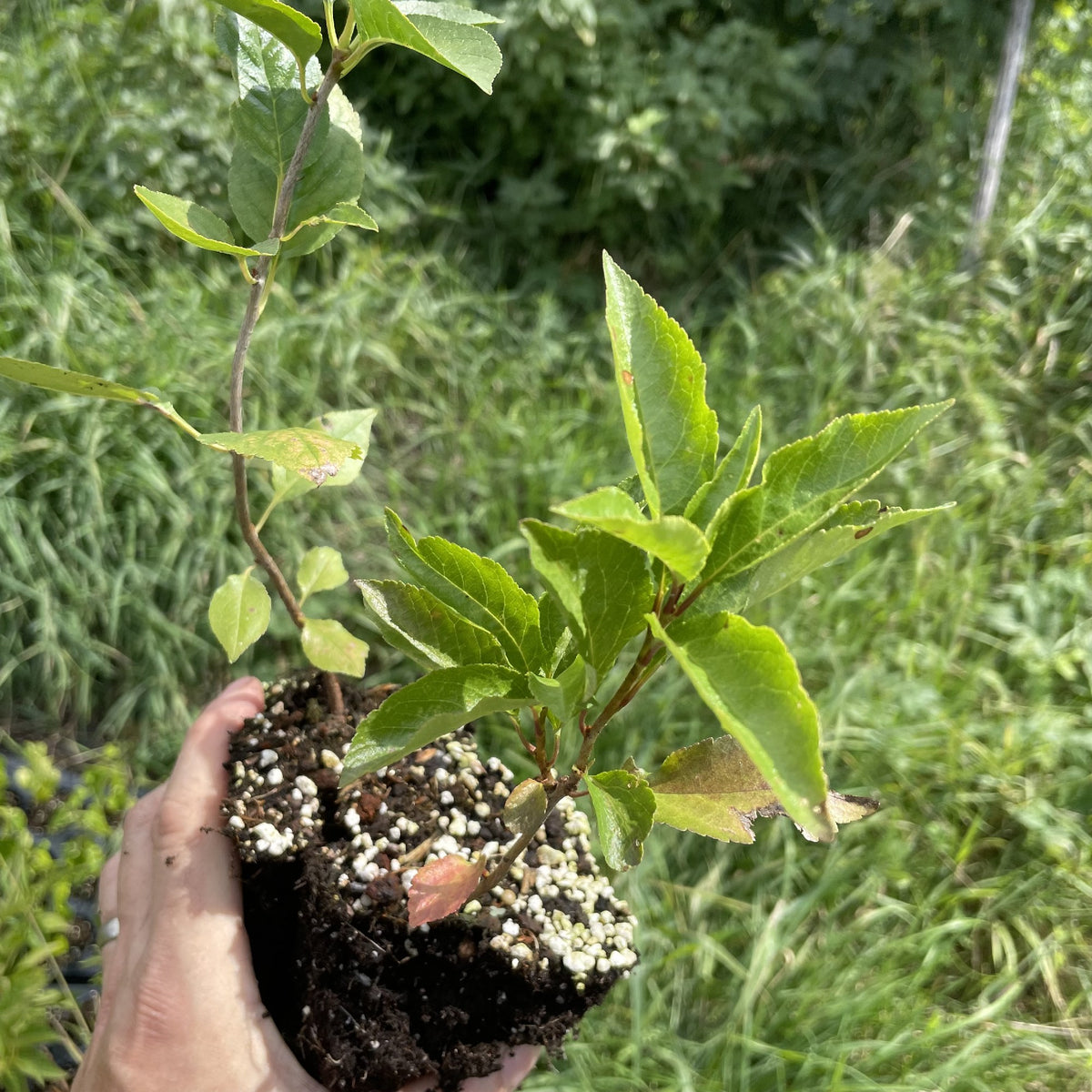 Sour Cherry Seedlings at Oak Summit Nursery, fall 2026