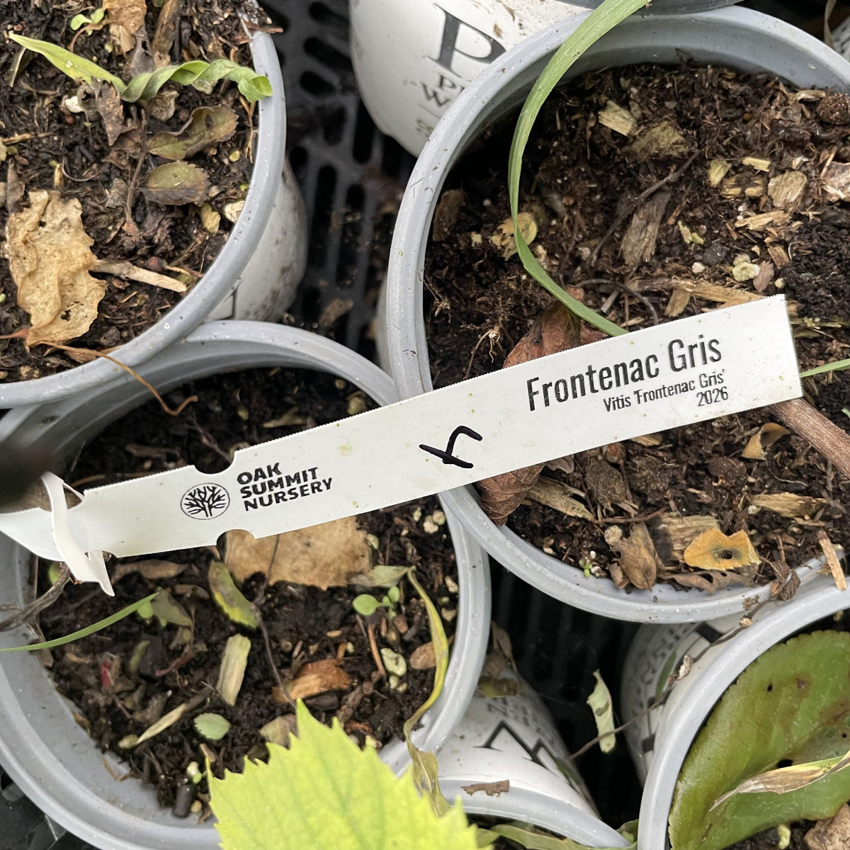 Oak Summit Nursery Frontenac Gris stock tag