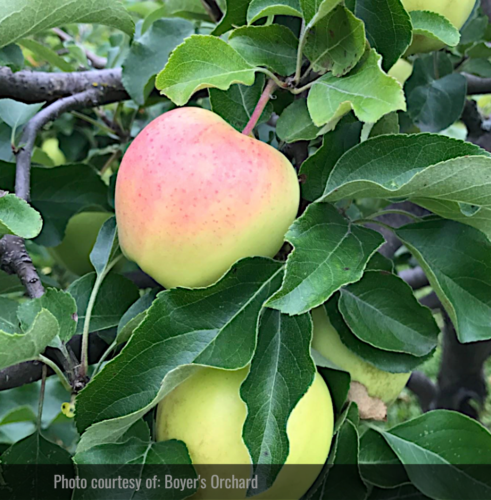 Ginger Gold Apple Tree