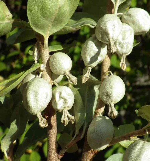 Saule-loup (Elaeagnus commutata)