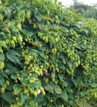 Hops Seeds (Humulus lupulus) - Zone 3 - 50+ Seeds